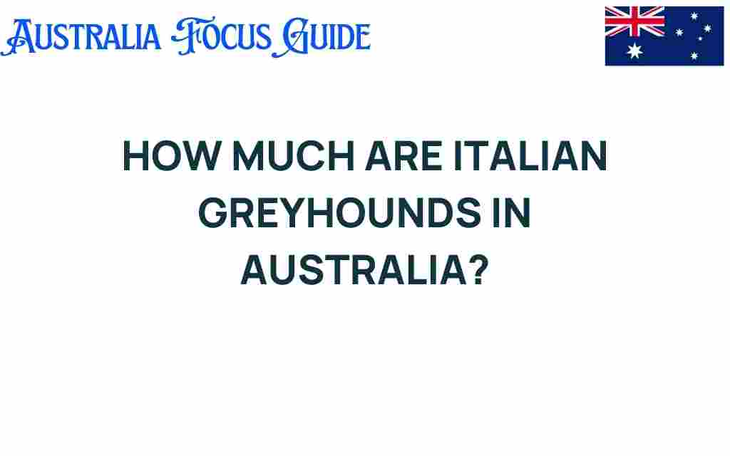 italian-greyhounds-cost-australia